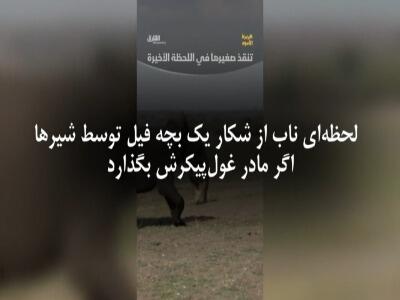  شکار پرریسک شیر ها و رویارویی با فیل مادر