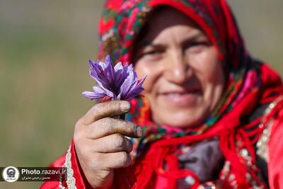  عکس/فصل برداشت طلای سرخ در شهرستان تربت حیدریه