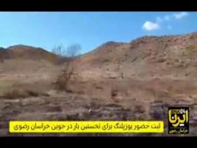  حضور ۲ قلاده یوزپلنگ آسیایی در جوین ثبت شد