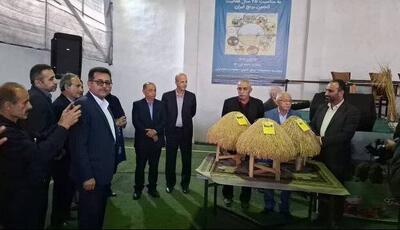  رونمایی از سه بذر جدید برنج در آمل