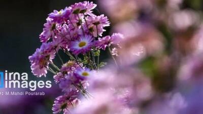  جشنواره گل‌های داوودی