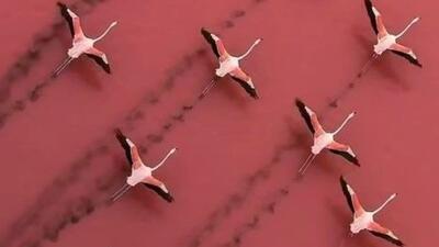  تصاویری دیدنی از پرواز فلامینگوها بر فراز دریاچه مهارلو