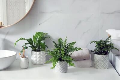  ۴ گیاه مناسب برای حمام