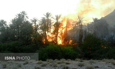  آتش‌سوزی شدید در نخلستان‌های بندرعباس