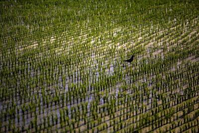  کشت پاییزه در ایلام بر مدار واقعیت‌های اقلیمی و منابع آبی