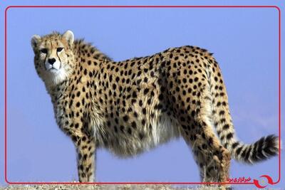  ثبت و تصویربرداری از حضور یوزپلنگ آسیایی در خراسان رضوی