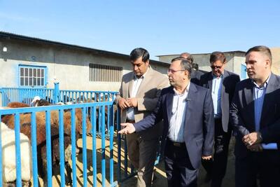  صیادی: تامین و توزیع نهاده های دامی به زودی به روال عادی باز می گردد / فعالیت ۷۰۰ واحد مرغداری در لرستان