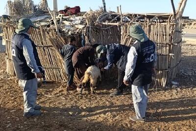  مرحله سوم کاروان سلامت دام در شرق جاسک برگزار شد
