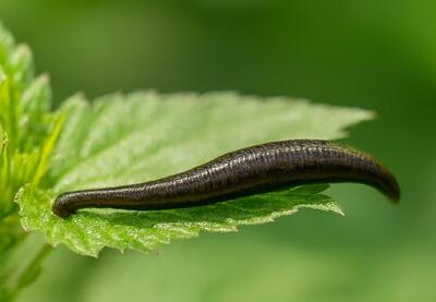  اقدامات جامع برای صیانت از گونه بومی زالو در گیلان آغاز شد
