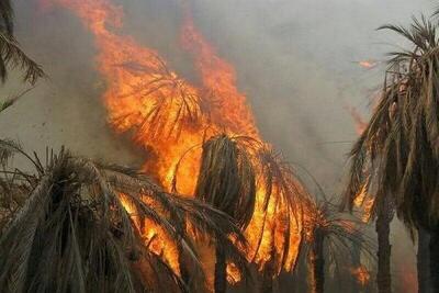 آتش‌سوزی در نخلستان‌های بخش فین هرمزگان مهار شد