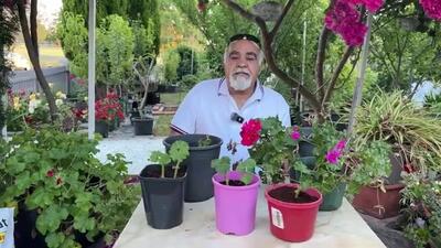  بهترین روش تکثیر گل شمعدانی را یاد بگیرید !