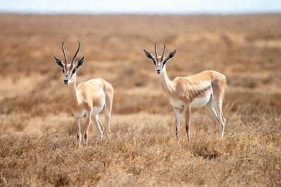  دانلود صدای آهو با کیفیت بالا !