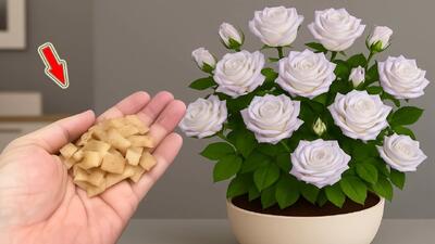  با این روش گل رز فقط در عرض چند روز ریشه و جوانه میزنه و شکوفه میده !
