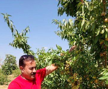  فرصت کشت پاییزه نهال را از دست ندهید؛ خرید نهال گردو، پسته، میوه های پایه خارجی و... با تضمین گیرایی صدرصدی از نهالستان یاسین نهال