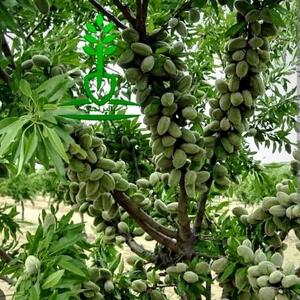  سرمایه گذاری سبز در دوران بحران آب با کاشت بادام مقاوم به کم آبی