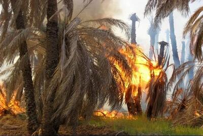  آتش‌سوزی گسترده در نخلستان‌های بندرعباس | اقتصاد24