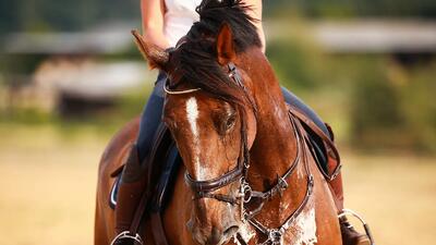  طرز عجیب و غریب عرق کردن اسب‌ها - گیمفا