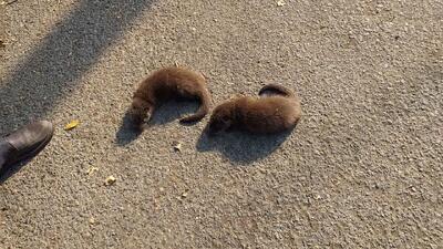  بازگشت شنگ‌های نجات‌یافته به آغوش طبیعت پس از مداوا