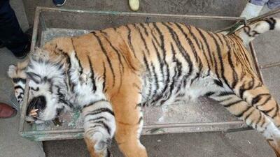  تلف شدن ببر «ونداد» در سافاری الیمالات / علت مرگ در دست بررسی