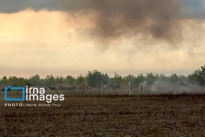  آتش‌سوزی در نخلستان‌ بخش فین بندرعباس مهار شد/ ۸۰۰ نخل در آتش سوخت