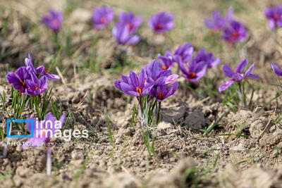  گیاهی که تابستان خواب‌است؛ طلای سرخی پنهان در دل زمین کم‌آب سمنان