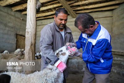  مدیرکل دامپزشکی کردستان: بیش از ۲۳۹ هزار راس دام در سقز علیه تب برفکی واکسینه شدند