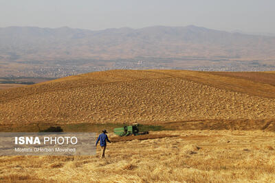  امکان شناسایی و تحلیل ماهواره‌ای سطح زیرکشت گندم در ۳ استان کشور