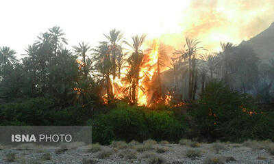  آتش‌سوزی در نخیلات روستای قطب‌آباد بندرعباس