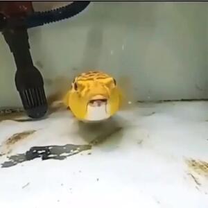  فیلم لحظه شکار هزارپا توسط ماهی فوگو