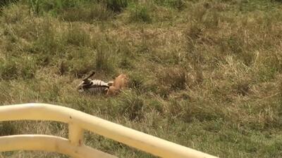  فیلم تلاش ناموفق شیر برای شکار گورخر