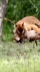  فیلم حمله سریع ببر به آهو