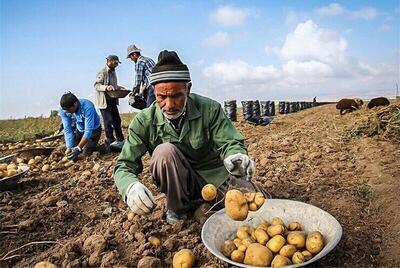  افزایش ۱۰ درصدی تولید سیب‌زمینی در خراسان رضوی باوجود کاهش منابع آبی