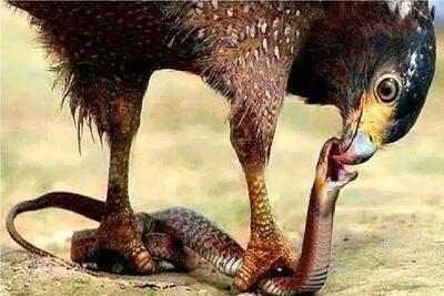  جذابیت حیات وحش؛ عقاب چشم ماری که به بچه هاش چپ نگاه میکرد درآورد