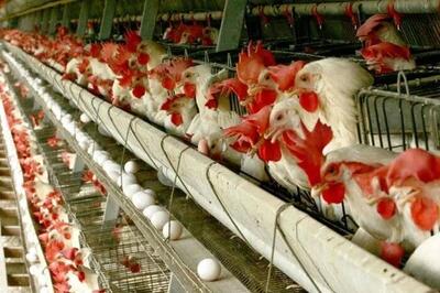  بازار مرغ در آستانه گرانی و کمبود؛ اختلال در تأمین نهاده‌های دامی