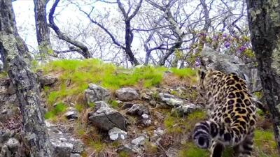  اولین یوزپلنگ خاور دور به شمالی‌ترین نقطه سرزمین پریمورسکی روسیه رسیده است