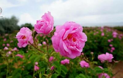  گل محمدی به اسم عربستان در یونسکو ثبت نشده