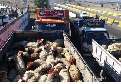  گشت‌های مشترک برای مقابله با قاچاق دام در مهدیشهر به‌صورت مستمر فعال شد - تسنیم