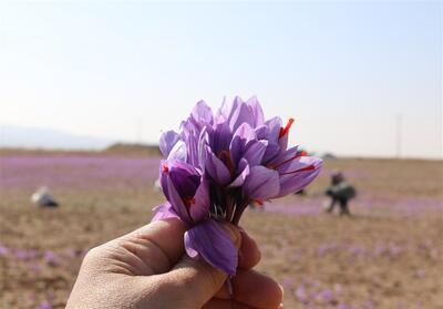  زعفران خراسان جنوبی، بالاترین عیار جهانی را دارد ؛ خلاء نبود فرآوری و صادرات هدفمند - تسنیم