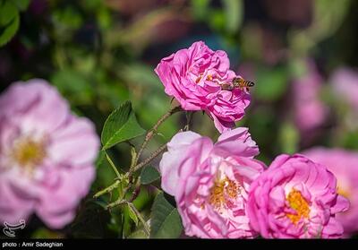  ثبت رسمی روز گل محمدی در تقویم کشور/پیگیری ثبت جهانی گل محمدی ایران در یونسکو - تسنیم