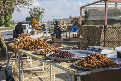  بحران قیمت خرما؛ اقتصاد نخل در سایه دلالی و کمبود نقدینگی