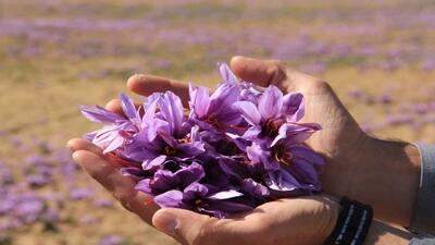  برداشت طلای سرخ از مزارع چهارمحال و بختیاری + فیلم