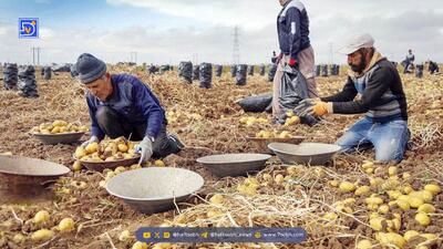  پیاز جوانه زده را چگونه بکاریم؟؛ روش کاشت در آب و گلدان خانگی