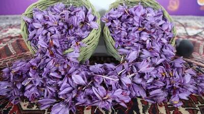  طلای سرخ امیدی نو برای کشاورزان خمین