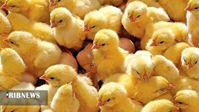  جوجه ریزی بیش از یک میلیون و ۶۰۰ هزار قطعه جوجه در مرغدرای‌های خراسان شمالی