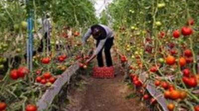  تولید سالانه بیش از 19 هزار تن محصولات گلخانه ای در خراسان جنوبی