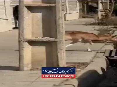  ورود میش وحشی به معابر شهری لواسان