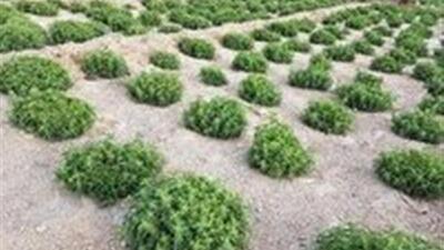  برداشت بیش از ۳ تن گیاه دارویی مرزنگوش در بخش خضرآباد