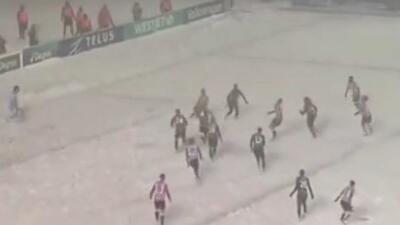  گل قیچی برگردان زیبا در کولاک و برف سنگین