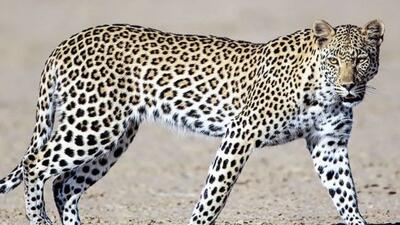  حمله پلنگ به نیروی پلیس در هند