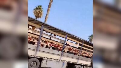 ببینید دانش‌آموزان یک مدرسه در جهرم چطور با کامیون جابجا می‌شوند (فیلم)